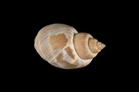 藏品(華南鳳螺)的圖片